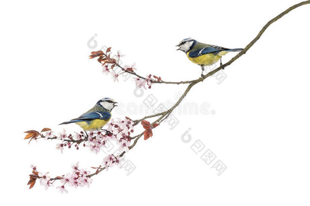 两只蓝山雀在开花的树枝上<strong>鸣叫</strong>