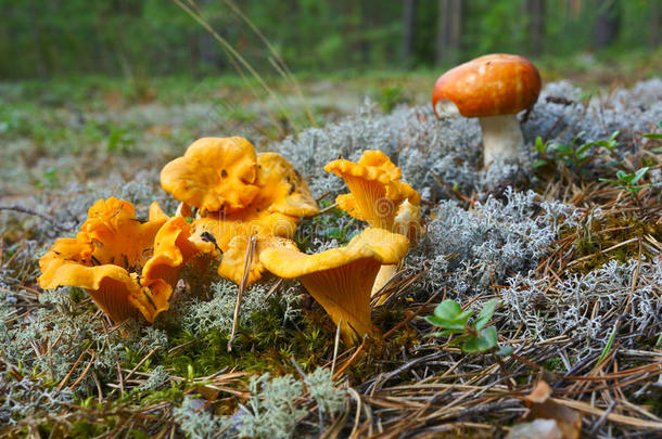 森林里的红蘑菇