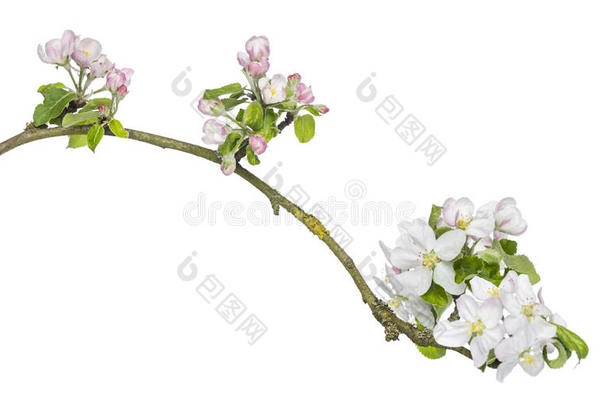 日本樱花的一个分支，樱桃，开花，孤立