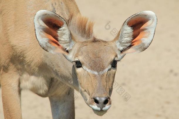 库杜羚羊-非洲野生动物-世界上最好的听众与碟耳。