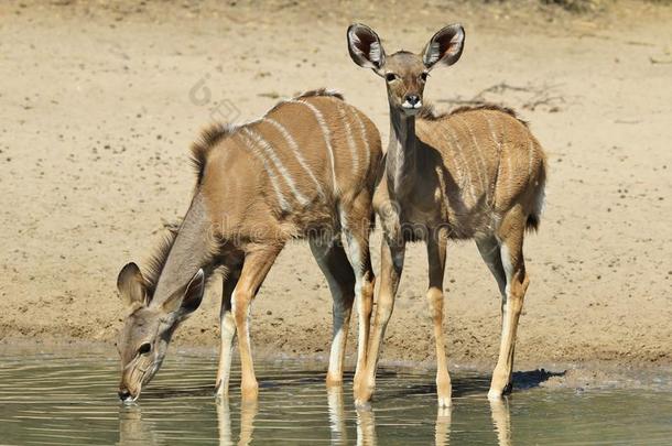 库杜羚羊-非洲野生动物-动物宝宝和天真