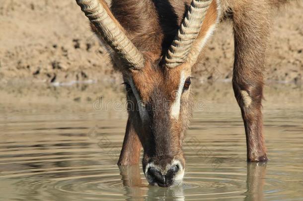 水牛-饮用金水-非洲野生动物