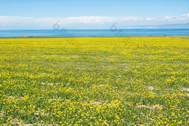 青海湖风光