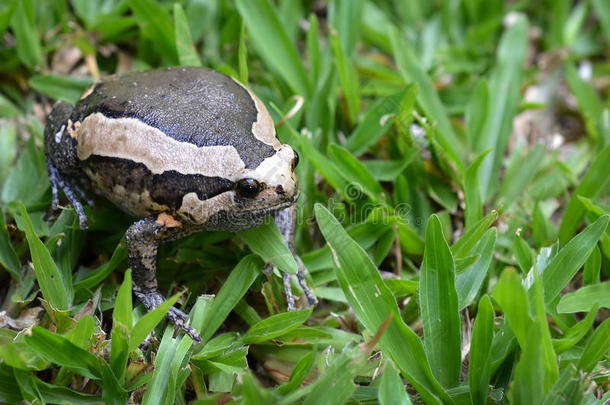 草地上的牛蛙。