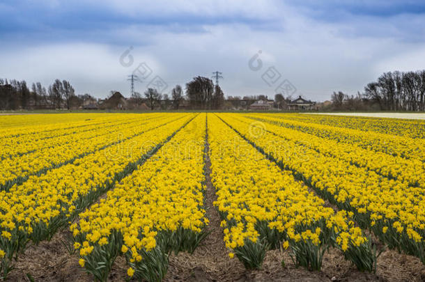 荷兰成千上万的水仙花