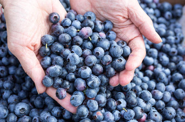 满手新鲜采摘的蓝莓