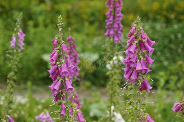 北海道花园里的紫色毛地黄