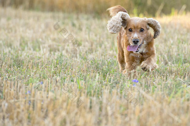 英国小狗<strong>可卡猎犬</strong>向你跑来