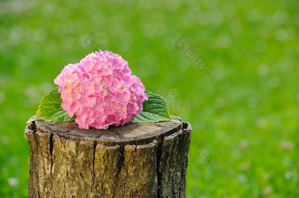 树桩上粉红绣球花序