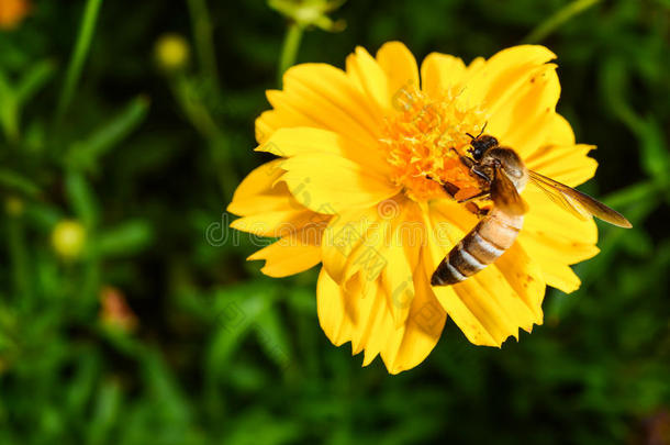 蜜蜂从黄花上采蜜