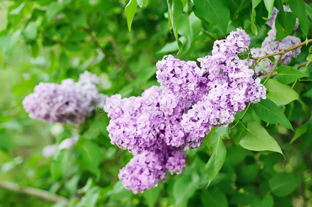 丁香花枝