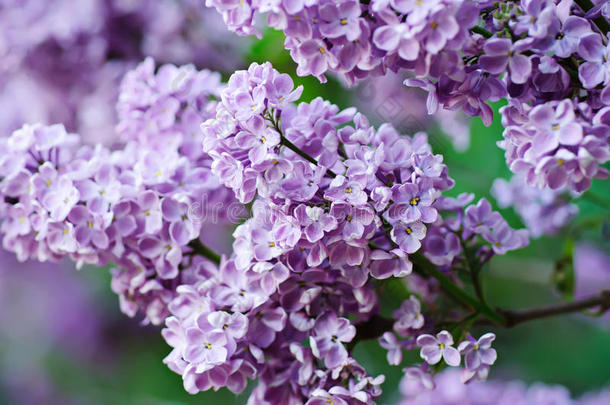 丁香花枝