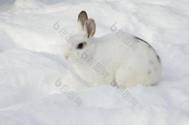 雪地白兔