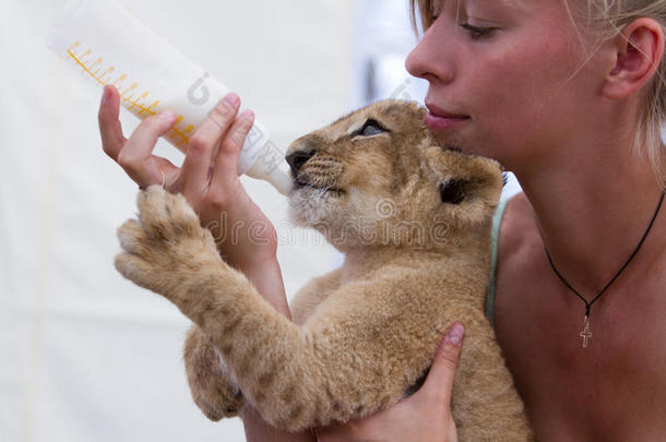 给小狮子喂奶