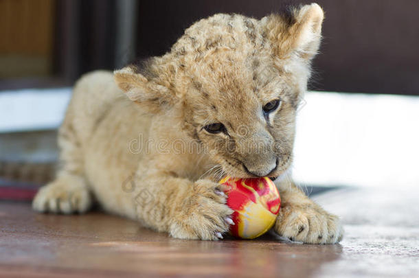 可爱的小狮子咬球