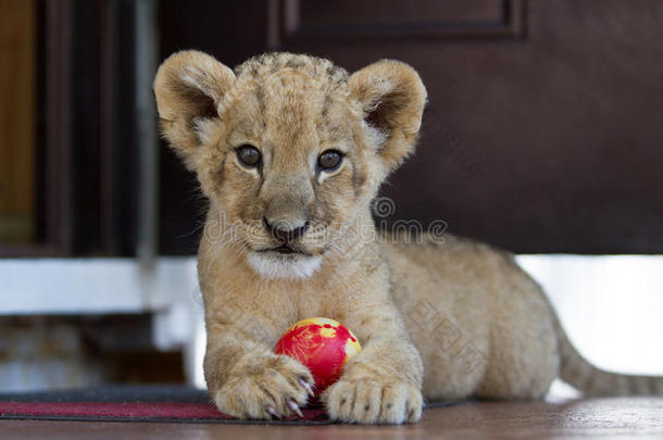 可爱的小狮子在玩球