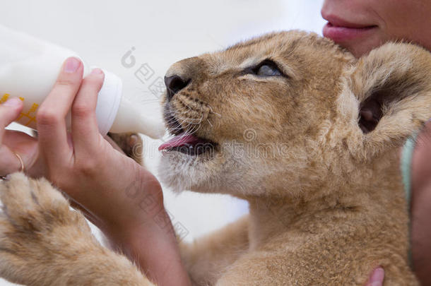 喝牛奶的小狮子