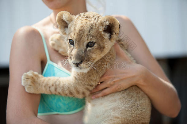小女孩手里拿着可爱的小狮子