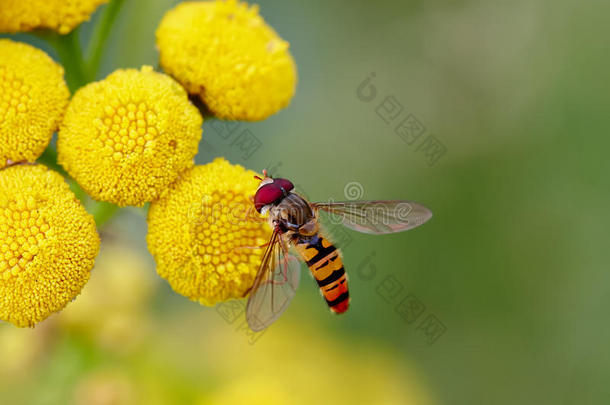 蜜蜂在花蜜蜂惊人，蜜蜂授粉的黄花