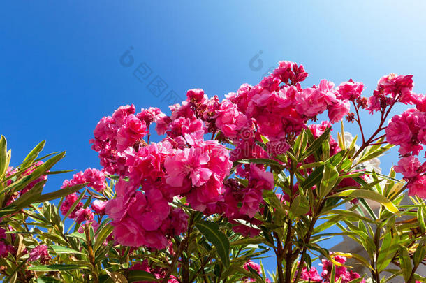 美丽的灌木粉色花朵，蓝天背景