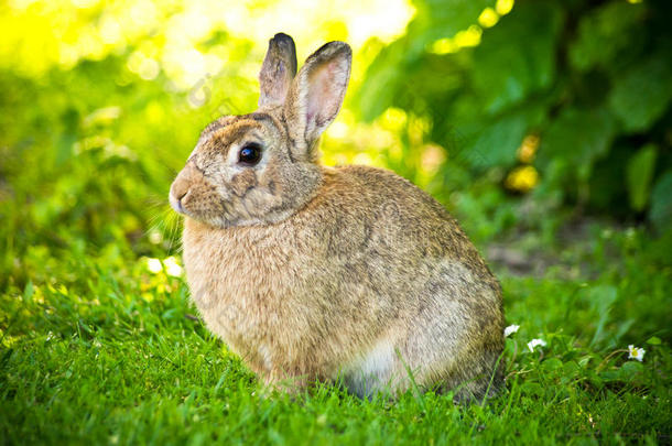 绿草坪上的兔子