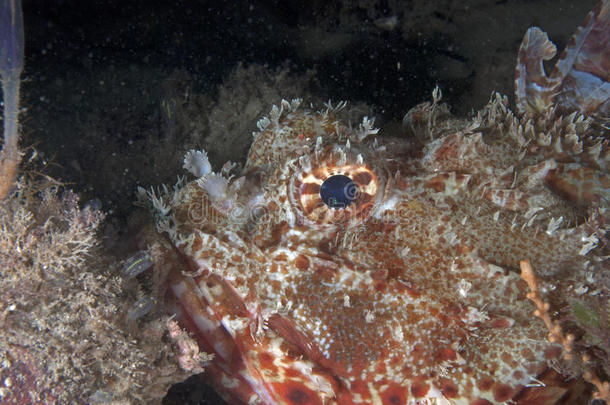 红岩鳕鱼（蝎子鱼）