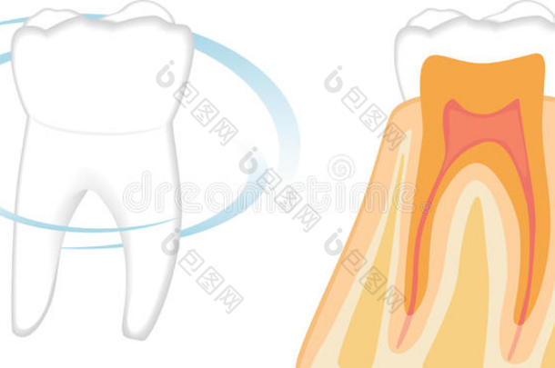 健康牙齿的结构