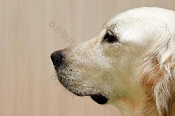 拉布拉多猎犬，拉布拉多猎犬肖像特写，仅头朝下，拉布拉多在棕色奶油色背景下看起来笔直