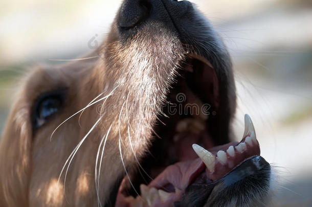 金毛猎犬