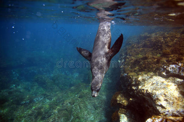 好奇的海狮在水下<strong>游泳</strong>