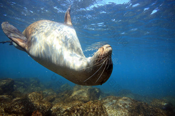 水下好奇的海狮