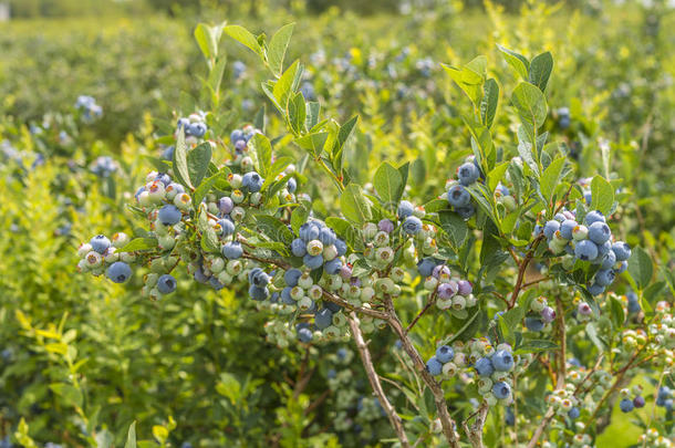 蓝莓灌木