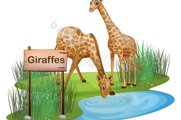 两只长颈鹿在<strong>池塘</strong>的一块招牌旁