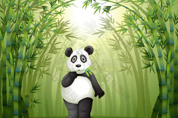 竹林中的熊猫