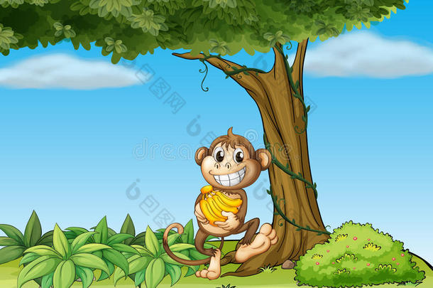 在有藤蔓植物的树旁放<strong>香蕉</strong>的<strong>猴子</strong>