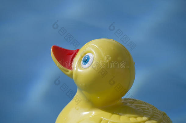 水池里的塑料鸭