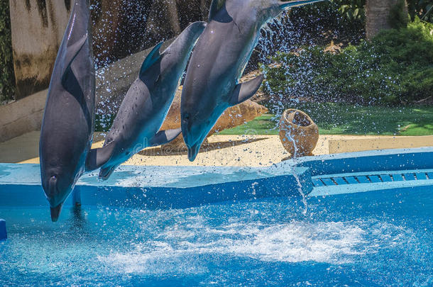 海豚表演，杂技跳跃