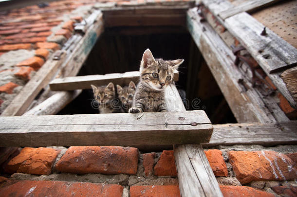 三只小猫咪