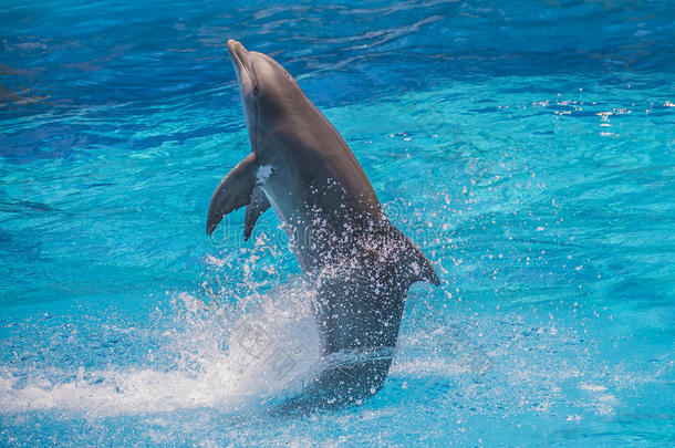 直立游泳，海豚表演