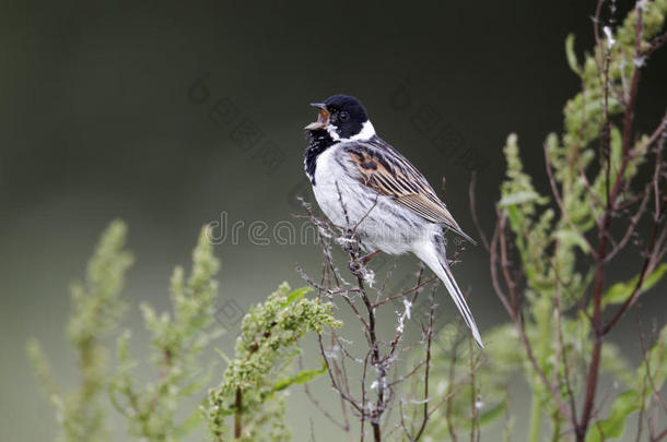 reed bunting，emberiza schoeniclus公司