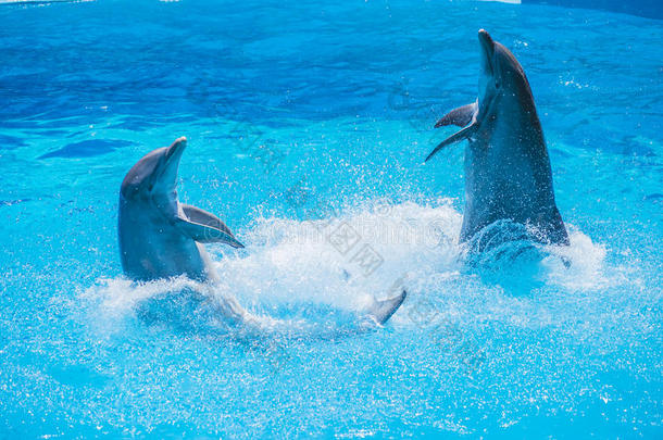 海豚舞蹈，海豚表演