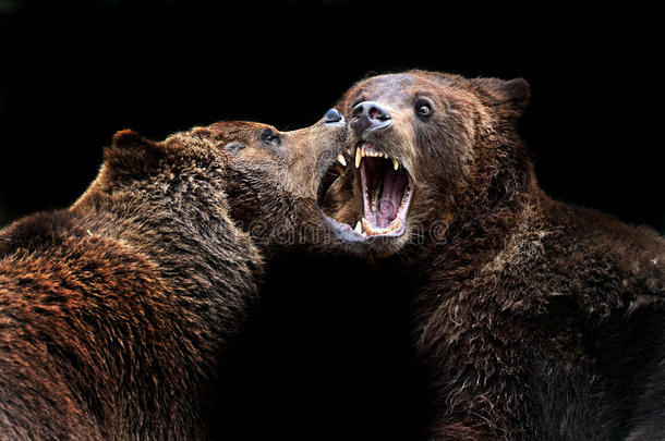 喀尔巴阡山脉的<strong>棕熊</strong>。