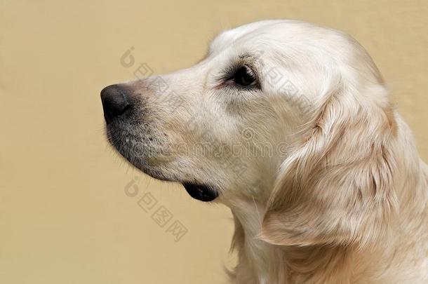 拉布拉多猎犬，拉布拉多猎犬肖像特写，头朝下，拉布拉多在棕色奶油色背景下看起来很直