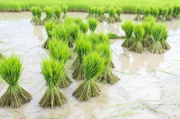 水稻幼苗。