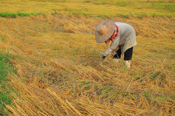 收割水稻的农民