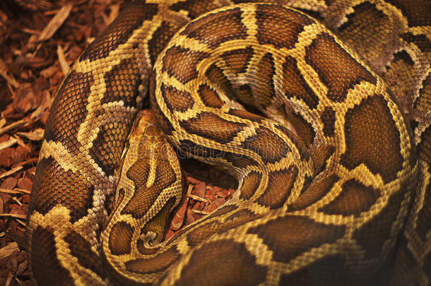一条致命的蟒蛇的纹理特写图片