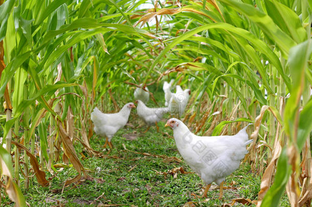 玉米下的鸡和鸡