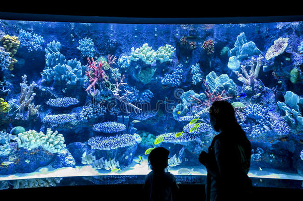 亲子水族馆观察室