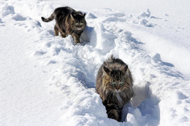 在雪<strong>地</strong>里玩耍是一种乐趣