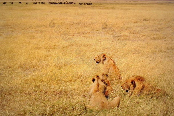 坦桑尼亚恩戈罗戈罗火山口的狮子。